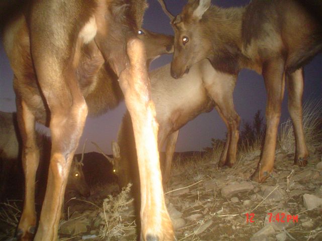 Elk.jpg