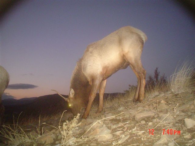 ElkTopoftheMountain.jpg
