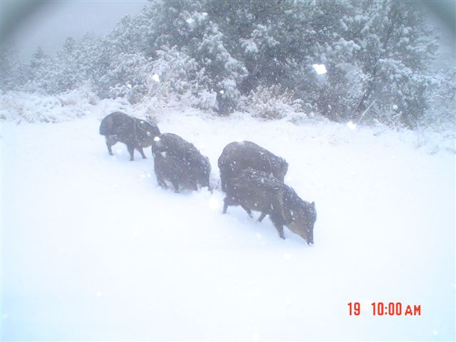 pigsinablanketofsnow.JPG