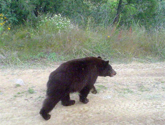 sanctuaryheightsbear.jpg